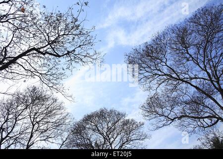 Tree branches ; Sanjay Gandhi National Park ; Borivali National Park ; Borivali ; Bombay ; Mumbai ; Maharashtra ; India ; Asia ; Asian ; Indian Stock Photo