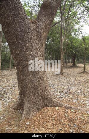 Tree trunk ; Sanjay Gandhi National Park ; Borivali National Park ; Borivali ; Bombay ; Mumbai ; Maharashtra ; India ; Asia ; Asian ; Indian Stock Photo