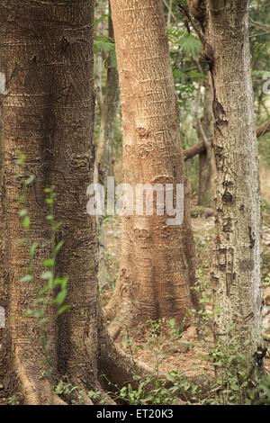 Tree trunk ; Sanjay Gandhi National Park ; Borivali National Park ; Borivali ; Bombay ; Mumbai ; Maharashtra ; India ; Asia ; Asian ; Indian Stock Photo