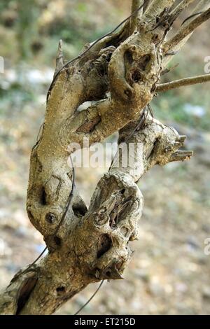 Tree trunk ; Sanjay Gandhi National Park ; Borivali ; Bombay ; Mumbai ; Maharashtra ; India ; Asia ; Asian ; Indian Stock Photo