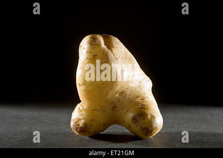 Vegetable ; potato solanum tuberosum on black background 5 April 2010 Stock Photo