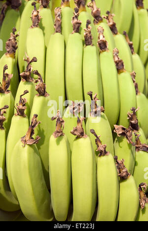 Fruits and vegetables ; unripe bananas ; Khidrapur ; District Kolhapur ; Maharashtra ; India Stock Photo