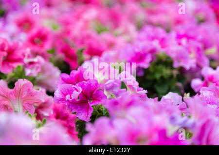 close up of lillac, purple, fuchsia and red petunias flowers Stock Photo