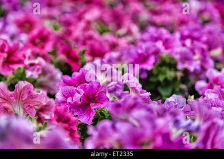 close up of lillac, purple, fuchsia and red petunias flowers Stock Photo