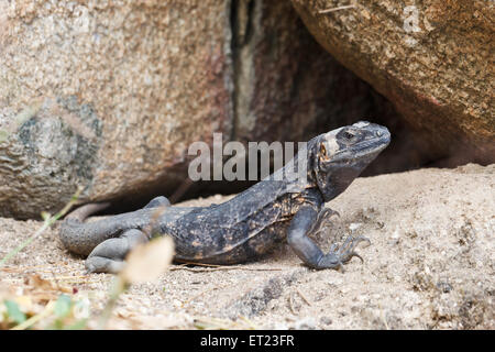 Iguana sunbathing on the rocks in Mexico Stock Photo