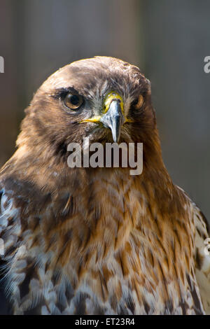 Close-up of a Rough Legged Hawk. Stock Photo