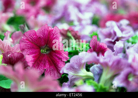 close up of lillac, purple, fuchsia and red petunias flowers Stock Photo