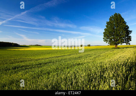 lonely tree in a field Stock Photo