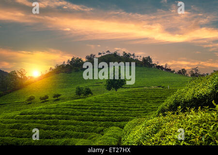 The Boseong tea fields of South Korea at sunset. Stock Photo