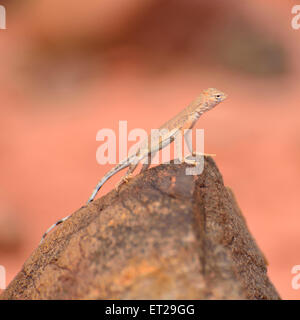 Young Common Chuckwalla (Sauromalus ater) on red sandstone, Valley of Fire State Park, Nevada, USA Stock Photo