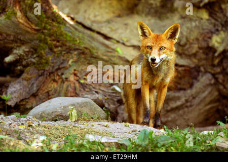 Adult Red Fox (Vulpes vulpes) standing in front of its burrow, Canton of Basel, Switzerland Stock Photo