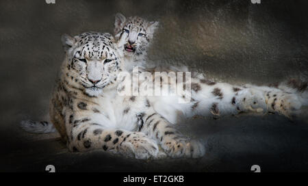 Panthera uncia mother with sweet cube cuddling each other