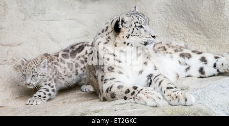 Snow leopard adult with young Stock Photo