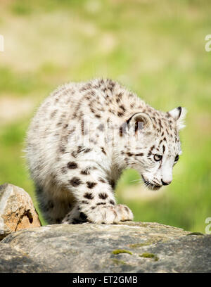 Snow leopard cub walking over rock Stock Photo