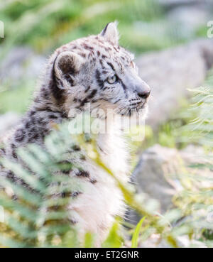 Young snow leopard in the nature Stock Photo