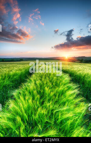 Beautiful dramatic sunrise over fields of ripening barley Stock Photo