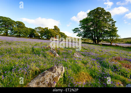 A beautiful bluebell meadow at Emsworthy Mire on Dartmoor National Park in Devon Stock Photo