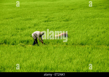 Working in a rice paddy Photographed in Vietnam, Mekong River Delta Stock Photo