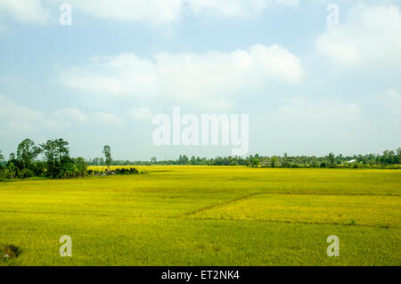 Working in a rice paddy Photographed in Vietnam, Mekong River Delta Stock Photo