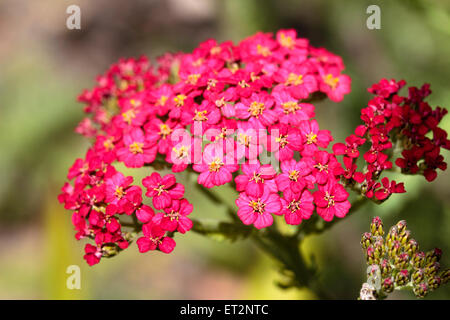 Head of the summer flowering yarrow, Achillea millefolium 'Paprika' Stock Photo