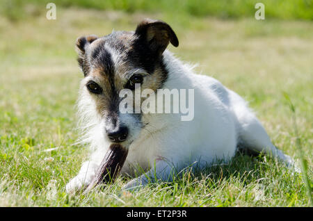 Jack Russell terrier chewing a bone Stock Photo