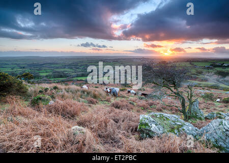 Wild Horses Grazing On The Moorland Stock Photo - Alamy