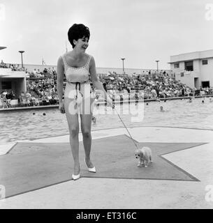 Diane Westbury, 21 from Cheshire, Heat Winner, Miss Great Britain Competition, Morecambe, 18th August 1965. Pictured with surprise gift of a poodle. Stock Photo