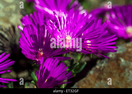 Hardy ice plant, Delosperma cooperi Stock Photo