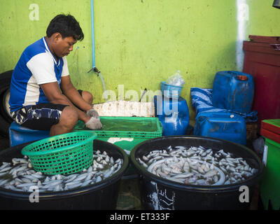 Mahachai, Samut Sakhon, Thailand. 11th June, 2015. A Burmese migrant laborer at the Talay Thai market in Mahachai cleans squid. Labor activists say there are about 200,000 migrant workers from Myanmar (Burma) employed in the fishing and seafood industry in Mahachai, a fishing port about an hour southwest of Bangkok. Since 2014, Thailand has been a Tier 3 country on the US Department of State Trafficking in Persons Report (TIPS). Tier 3 is the worst ranking, being a Tier 3 country on the list can lead to sanctions. Tier 3 countries are ''Countries whose governments do not fully comply with the Stock Photo