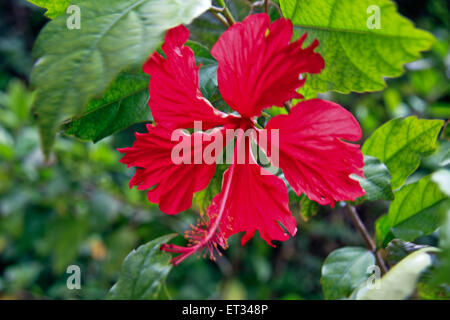 beautiful flower Hibiscus rosasinensis Stock Photo