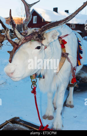 Arctic Circle, Lapland, Scandinavia, Sweden, Jokkmokk,  winter festival, reindeer Stock Photo