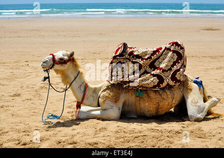 camel rest on the beach sand in morocco agadir taghazout Stock Photo