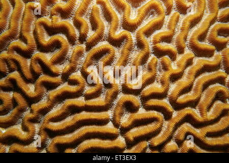 Underwater marine life, pattern of symmetrical brain coral, Diploria strigosa, Caribbean sea Stock Photo