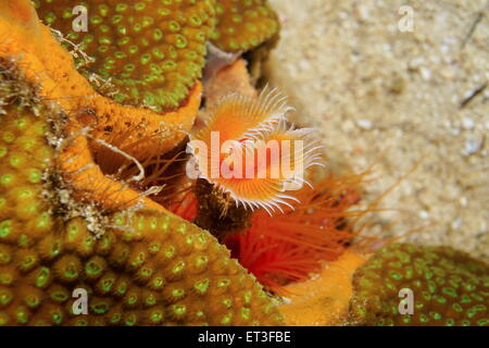 A red-spotted horseshoe worm, Protula sp., underwater on the seabed of the Caribbean sea Stock Photo