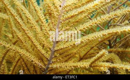Underwater marine life, close up image of sea plume gorgonian octocoral, Pseudopterogorgia spp., Caribbean sea Stock Photo