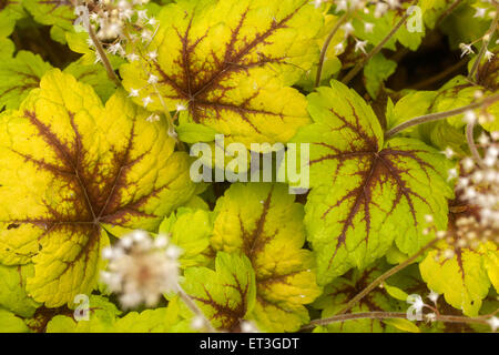 Heucherella “Stoplight” Stock Photo