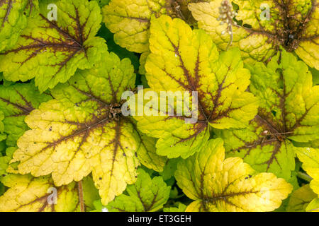 Heucherella “Stoplight”  leaves Stock Photo