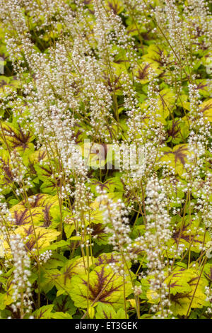 Heucherella “Stoplight” flowers Stock Photo