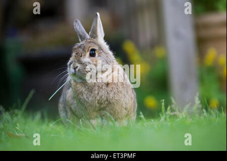 A pet rabbit in a garden. Stock Photo