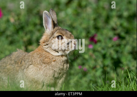 Netherland Dwarf domestic rabbit (Oryctolagus cuniculus)  in a garden. Stock Photo