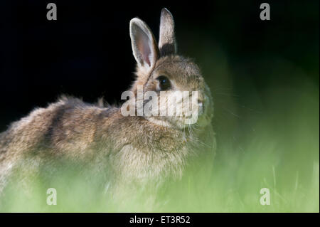 European rabbit or common rabbit (Oryctolagus cuniculus) in a garden Stock Photo