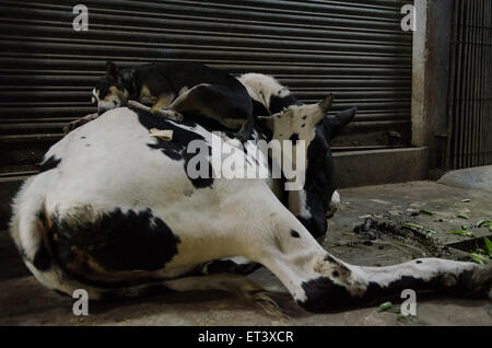 a dog keeps walm sleeping on a sacred cow in the city of varanasi Stock Photo