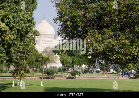 Taj Mahal seen through trees from the lagre gardens Stock Photo