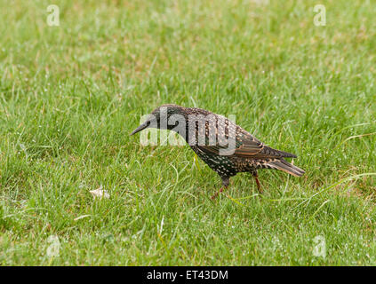 A Common Starling (Sturnus vulgaris) looking at a feather in the grass at Stonehenge, Amesbury, Wiltshire, England, UK Stock Photo