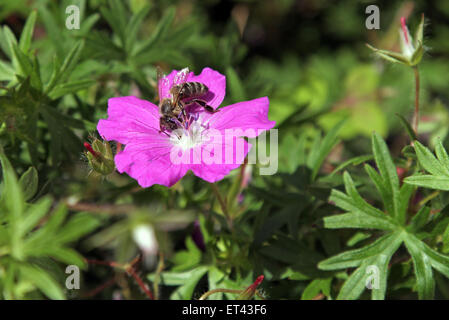 Berlin, Germany, bee collects nectar on a blossom of blood red cranesbill Stock Photo