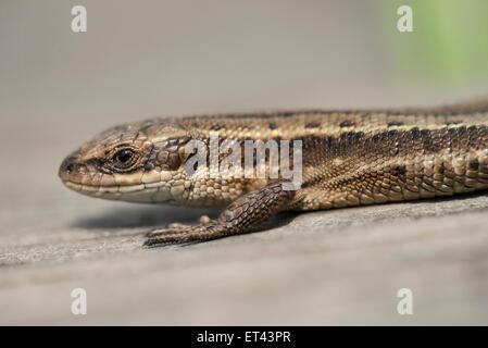 Common or viviparous lizard (Lacerta vivipara) basking on a broadwalk in a nature reserve Stock Photo