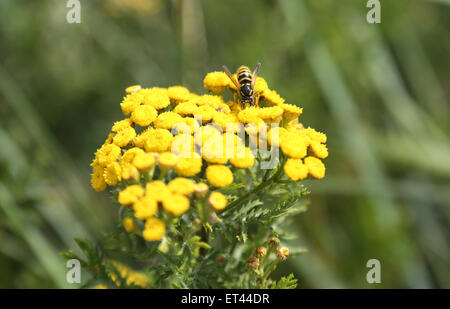 Sylt, Germany, wasp on flowers of tansy Stock Photo