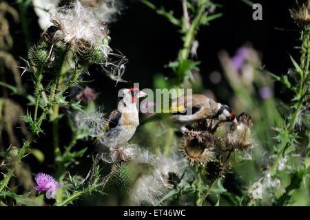 European goldfinch  on thistle plant in summer Stock Photo