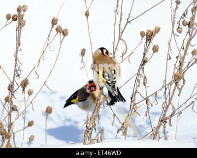 European goldfinch on burdock plant in winter Stock Photo