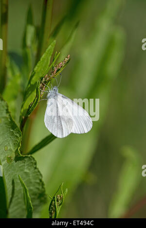Wood white butterfly (Leptidea sinapis). Underside of adult female. Stock Photo